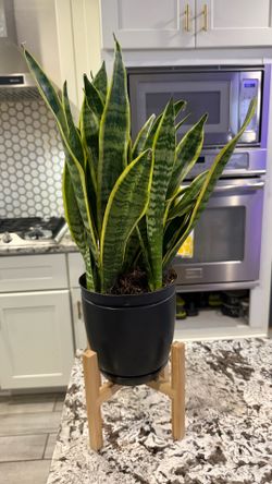 Snake plant 🪴