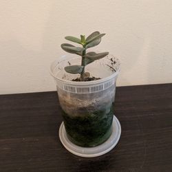 Pending Pickup - Free Jade Plant Sprout