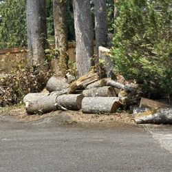 Free Firewood, Maple N Cedar Wood 