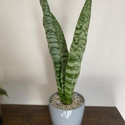 Snake Plant