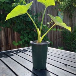 Elephant Ears Live Plants / Orejas De Elefante