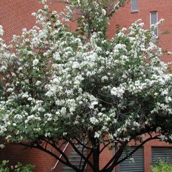 LIVE PLANT 3ft Bauhinia variegata Candida - White Orchid Tree Butterfly Alba
