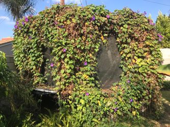 Free Large Trampoline