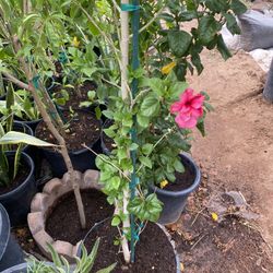 Obelisco Doble Rosa Cada Uno 