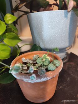 String Of Hearts