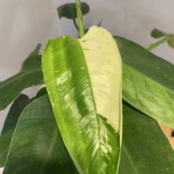 Philodendron Jose Bueno