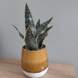 Snake plant $10