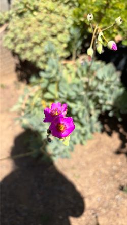 Suculenta $5