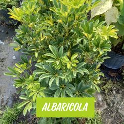 Albaricola Plants $4.50