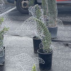 Dolphin Decorations Topiaries With Plant.