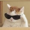 CoolCat.28
