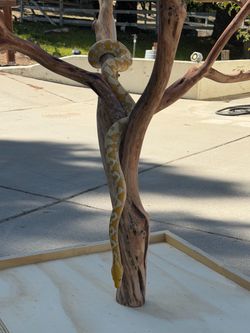 Snake enrichment perch