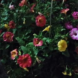 Hanging Basket Of Flowers