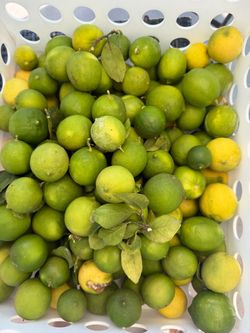 Mexican lemons $1 for 12 lemons