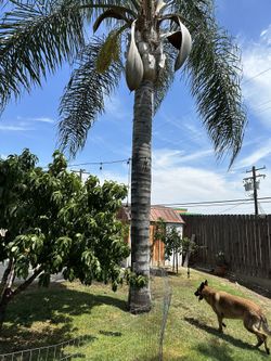 30’ Queen Palms