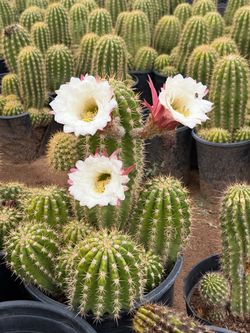 Argentine giant cactus