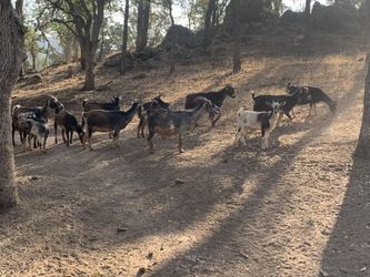 Nigerian Dwarf Dairy Goats