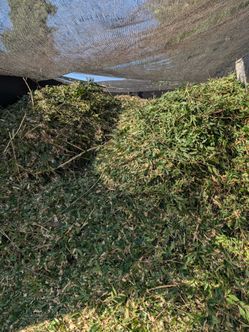 Wood chips  free