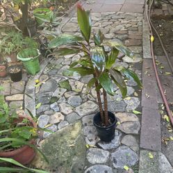 Hawaian T Plant 24 In