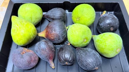Fresh Tree-Ripened Figs – 12 Pieces