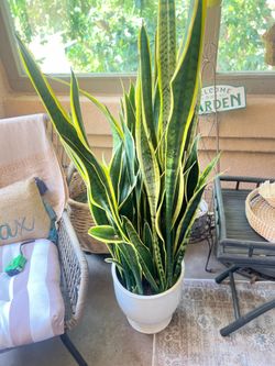 Snake Plant aka Mother-in-law Tongue