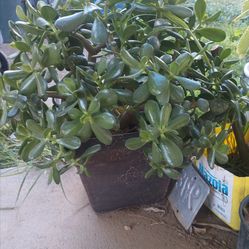 Planta grande esta pesada