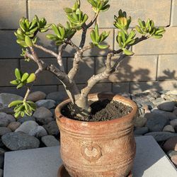 Jade Plant (Crassula Ovata) Potted In Bonsai Form