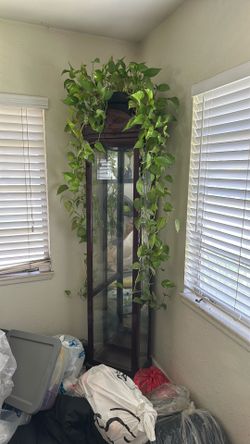 Display Cabinet / Vitrina