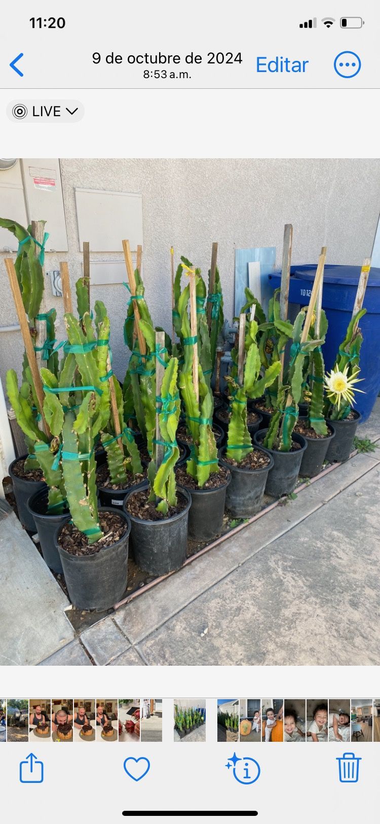 Dragon Fruit Plants