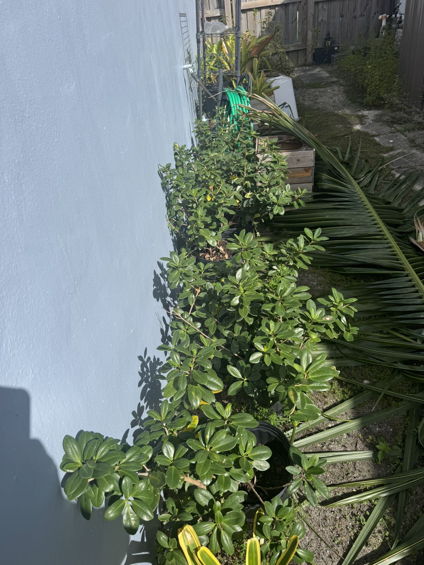 Green Island Ficus- 7 Pots- Multiple Plants In Pots