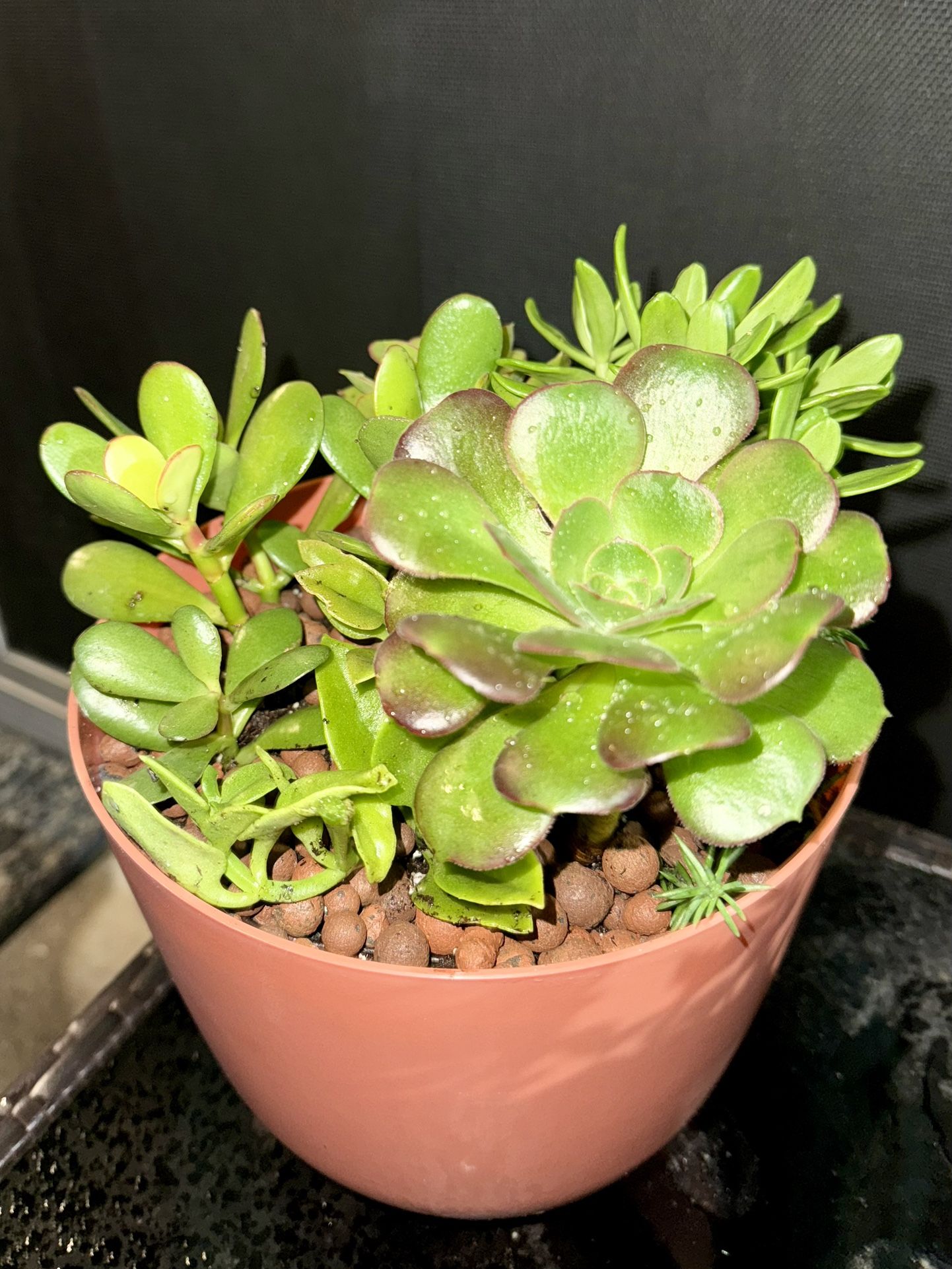 Mixed succulents