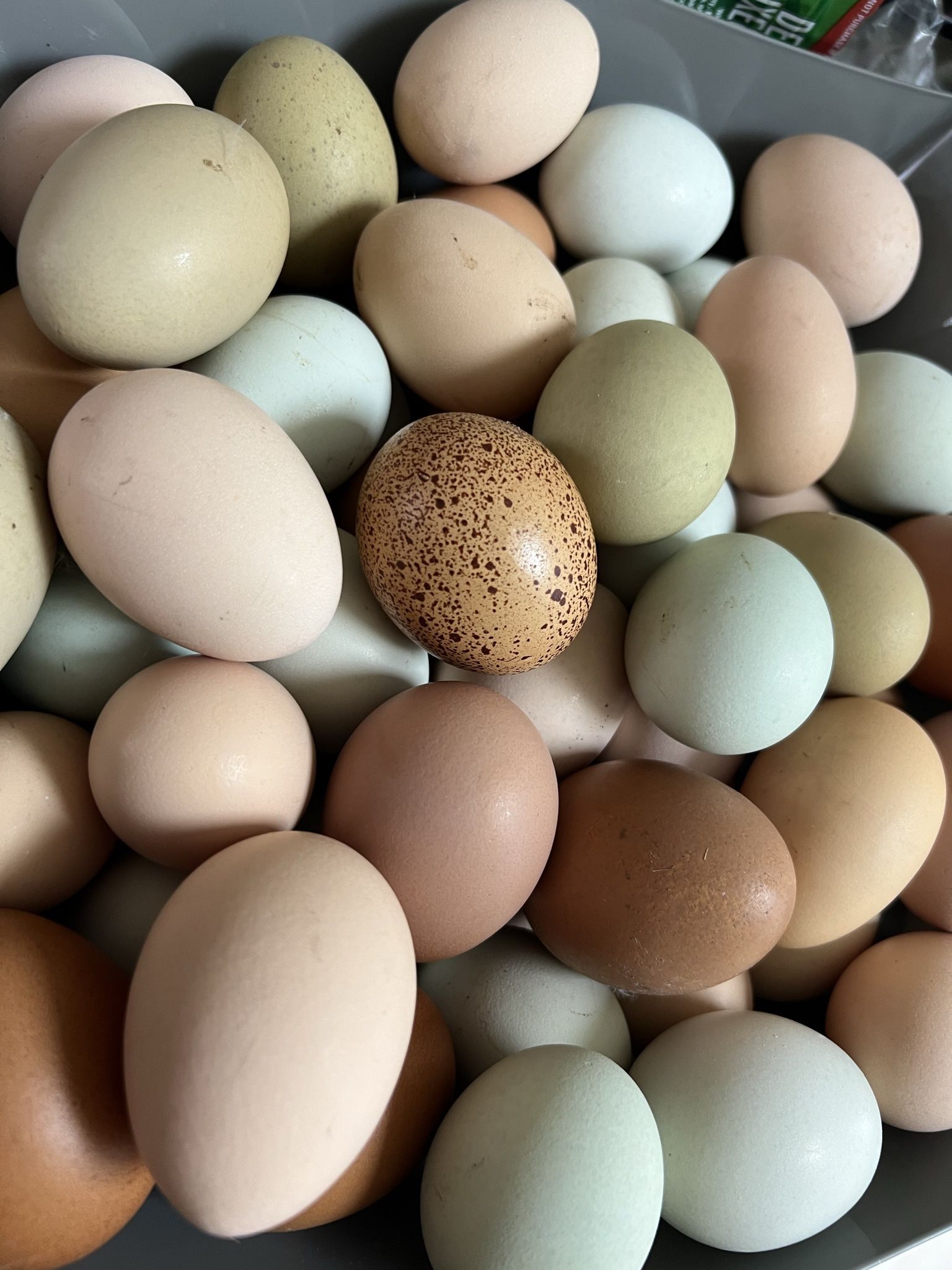 Pasture Eggs - Fresh !!!