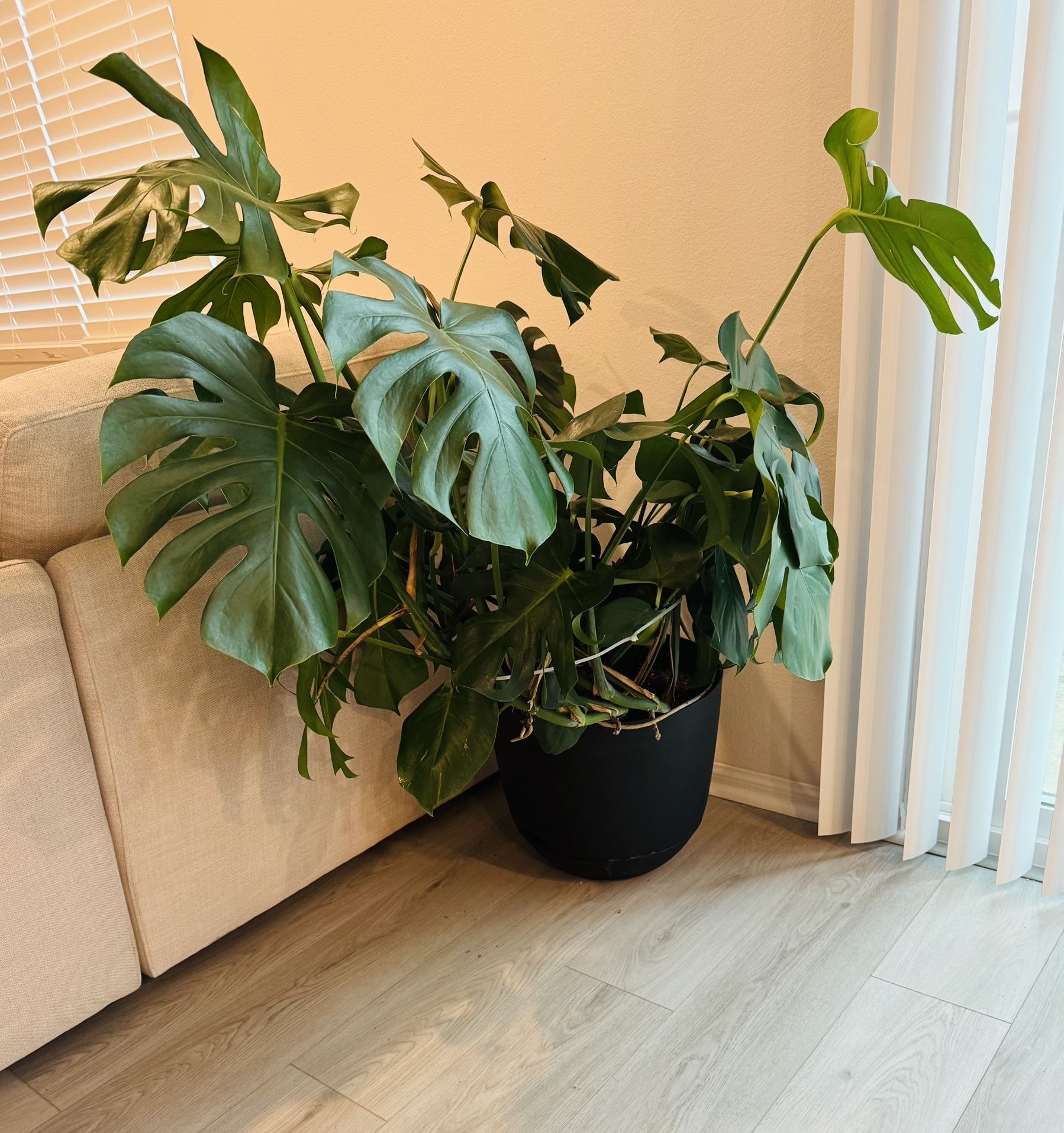 Monstera Plant