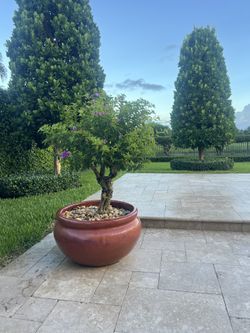 Designer Ceramic Pots / Planters