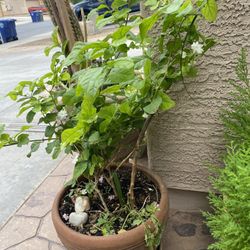 Jasmine Plant