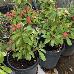 Coronas De Cristo Cada Una Firme 