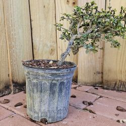 Fukien tea - Carmonia microphylla - Ethretia microphylla 1ft for bonsai.