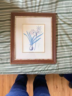 Hyacinthus Orientalis