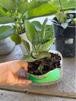 Mala madre plantas (Kalanchoe ) Coleman & Cheyenne