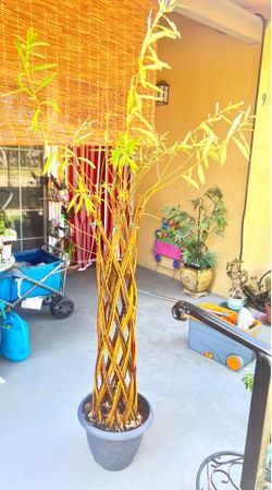 Braided willow tree