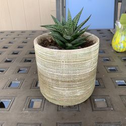 Haworthia Aloe In Clay Pot