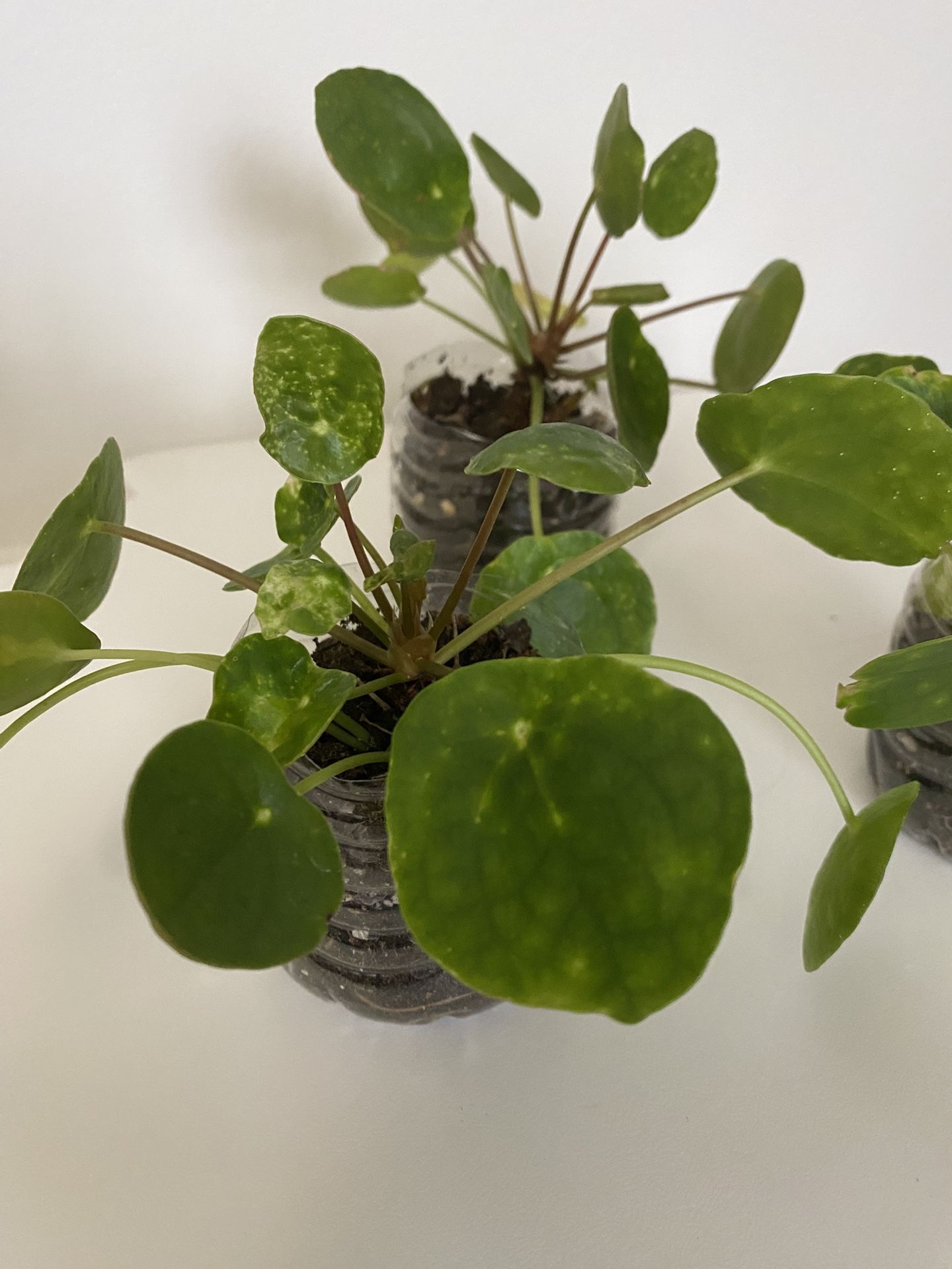 Pilea Or Coin Plant