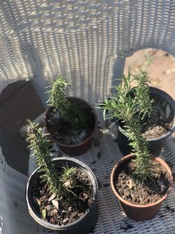 Romero Planta Natural 