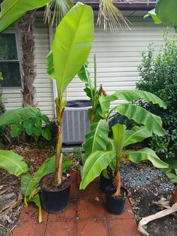 Hardy Bananas for sale
