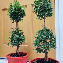 Topiary Eugenia Tree 🪴 $25 each