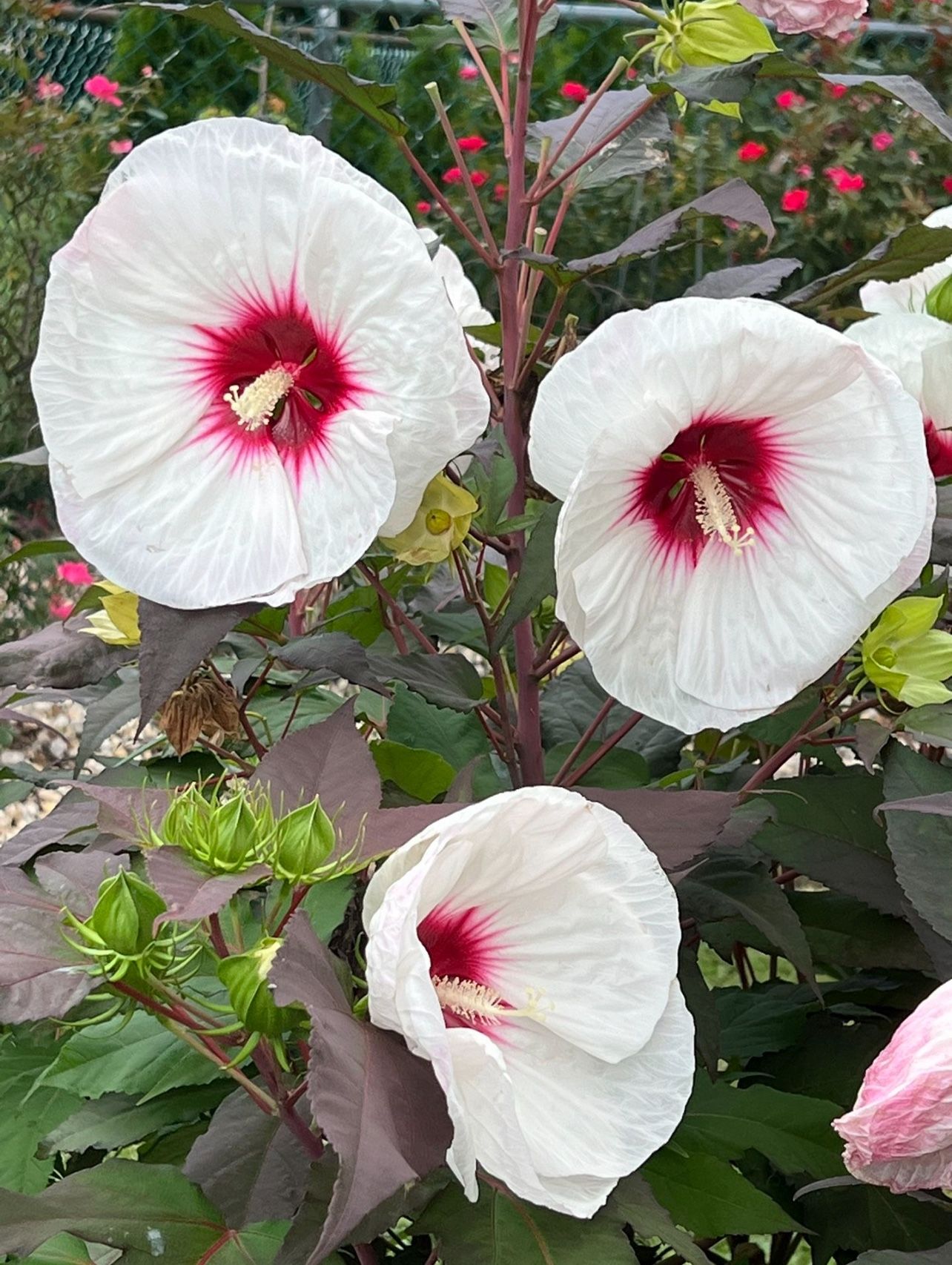 READ!!! Stunning ROSE MALLOW 🪴- PERENNIAL
