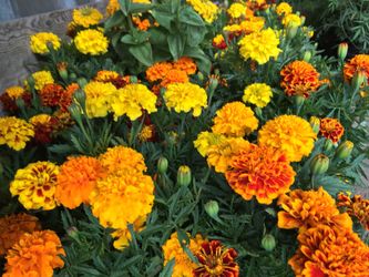 Hundreds of flowers for sale