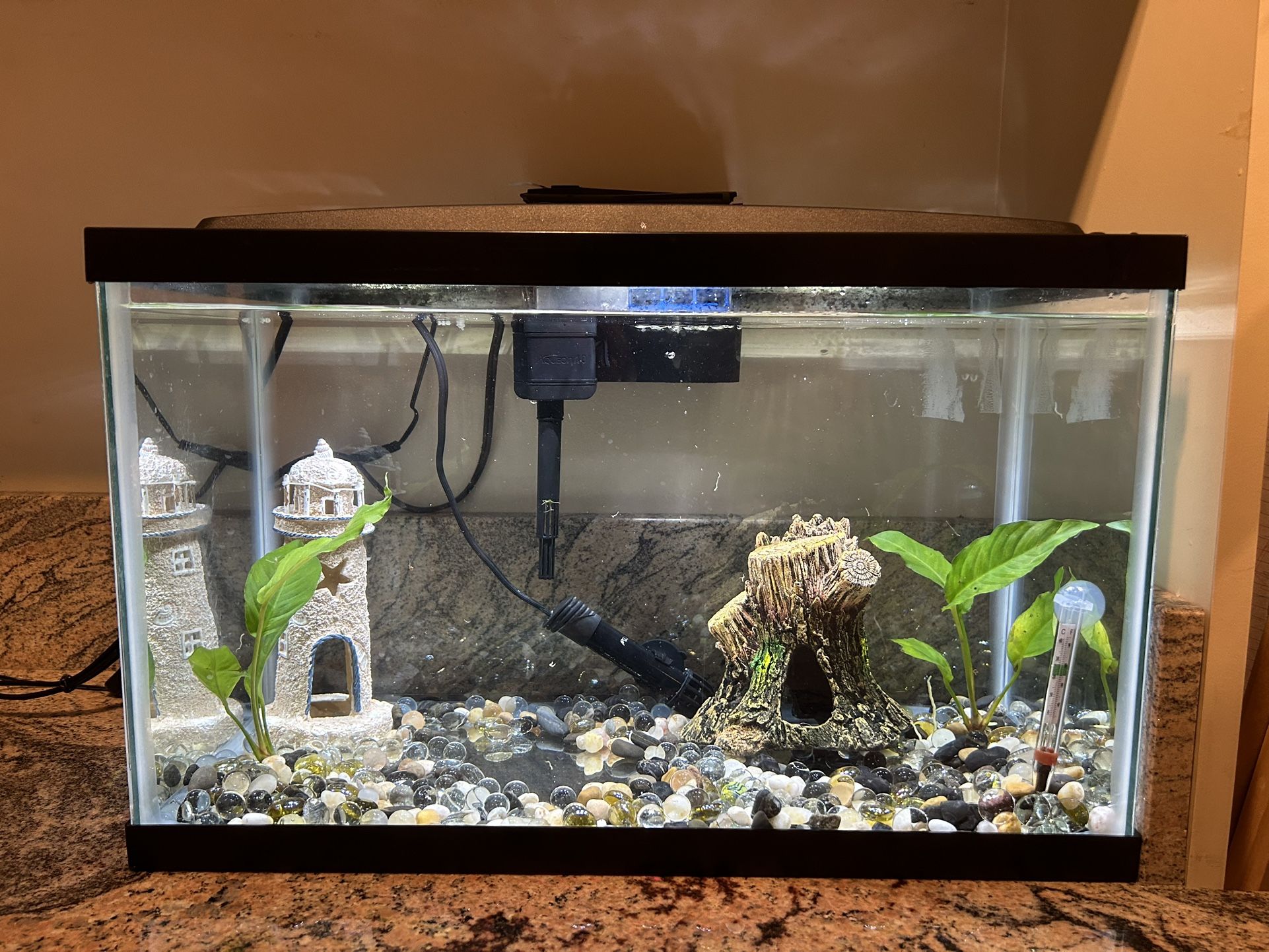 Free Fish Tank And 4 Fishes