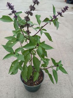 THAI BASIL food Plant 6.00 dlls.