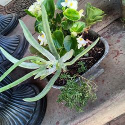 Nice Base Of 5 Different Plants